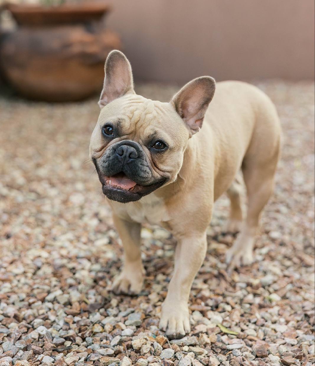 Violet, Therapy Dog in Training